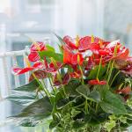 Chậu Cây Thiết Kế Nồng Ấm 019