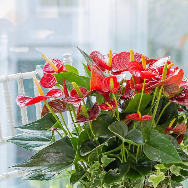 Chậu Cây Thiết Kế Nồng Ấm 019