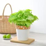 Chậu Sứ Cây Thiên Thanh 029