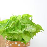 Chậu Sứ Cây Thiên Thanh 029