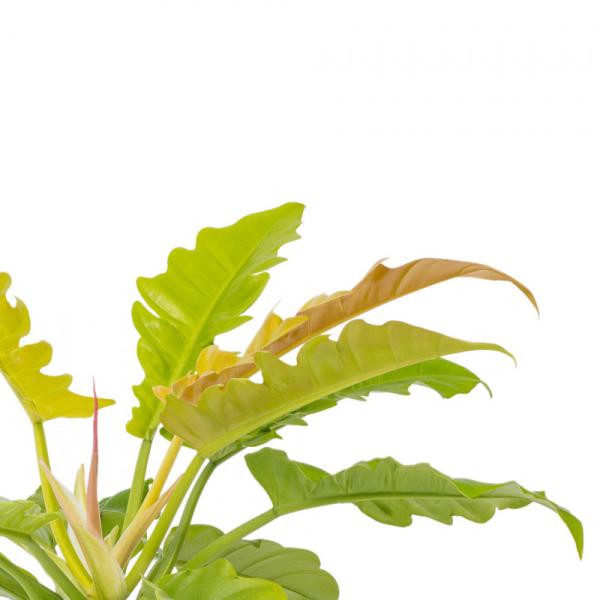 Chậu Cây Thiết Kế Đồng Xanh 023