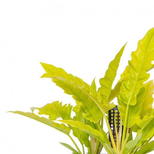 Chậu Cây Thiết Kế Đồng Xanh 023