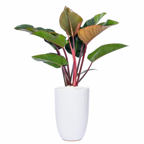 Chậu Cây Đế Vương Đỏ 001