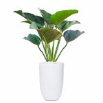 Chậu Sứ Cây Đế Vương Xanh Super 002