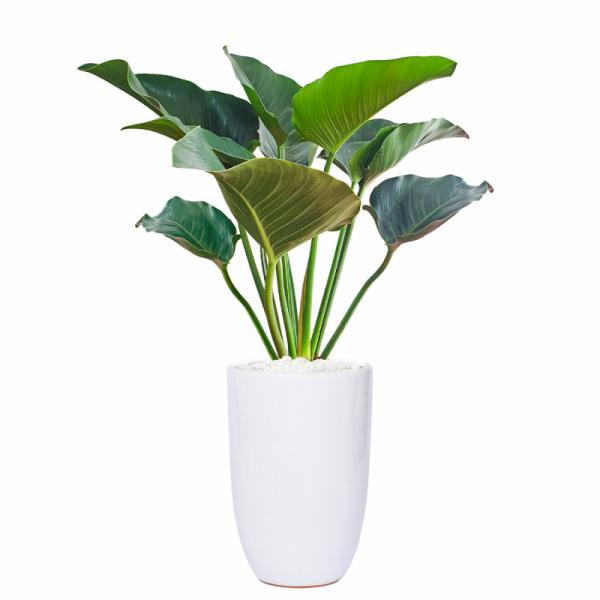 Chậu Sứ Cây Đế Vương Xanh Super 002