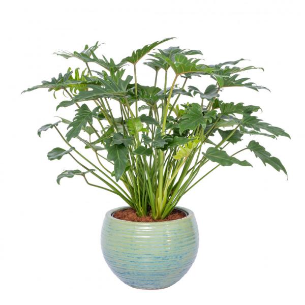 Chậu Cây Xanh Thiết Kế 005