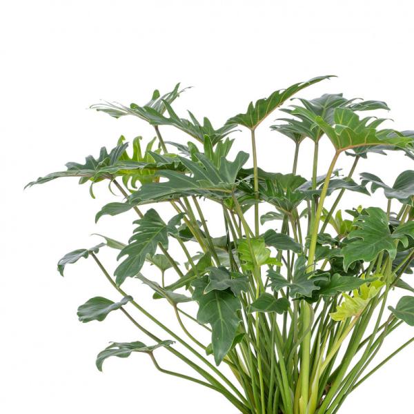 Chậu Cây Xanh Thiết Kế 005