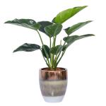 Chậu Sứ Cây Đế Vương Xanh Super 002