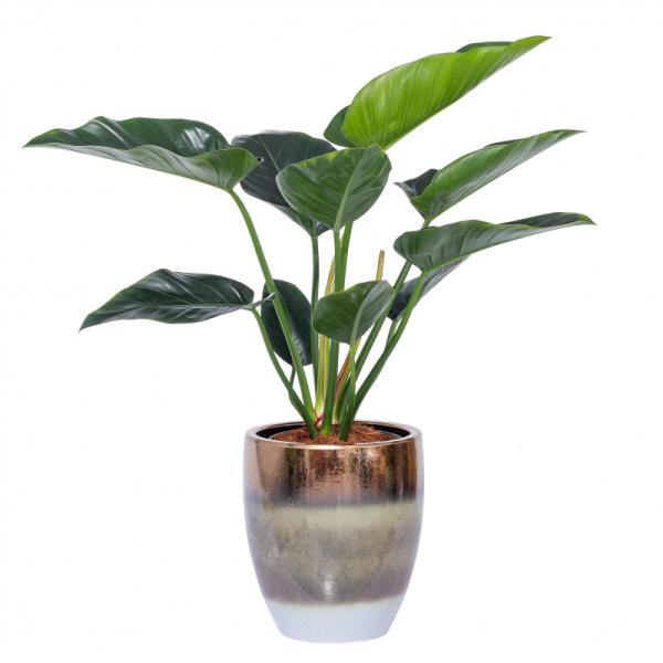 Chậu Sứ Cây Đế Vương Xanh Super 002