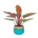 Chậu Cây Xanh Thiết Kế 004