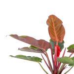 Chậu Cây Xanh Thiết Kế 004