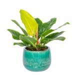 Chậu Cây Xanh Thiết Kế 003