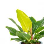 Chậu Cây Xanh Thiết Kế 003