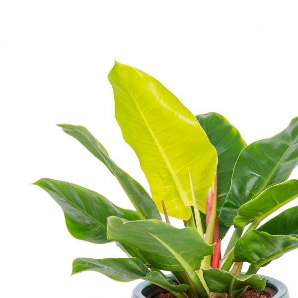 Chậu Cây Xanh Thiết Kế 003