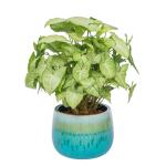 Chậu Cây Xanh Thiết Kế 006