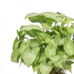 Chậu Cây Xanh Thiết Kế 006