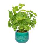 Chậu Cây Xanh Thiết Kế 006