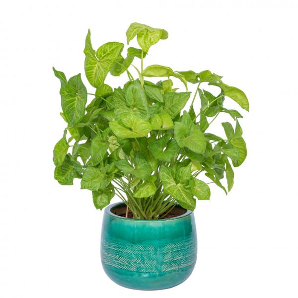 Chậu Cây Xanh Thiết Kế 006