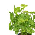 Chậu Cây Xanh Thiết Kế 006