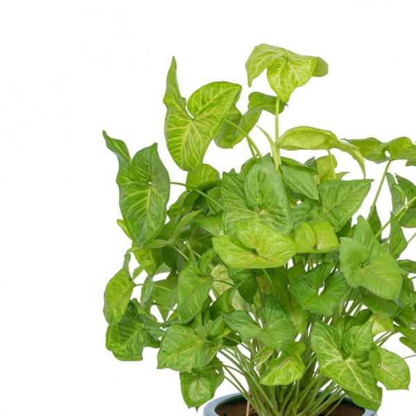 Chậu Cây Xanh Thiết Kế 006