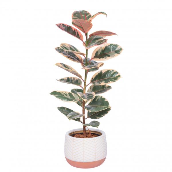 Chậu Cây Thiết Kế Đồng Xanh 047