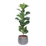 Chậu Cây Xanh Thiết Kế 001