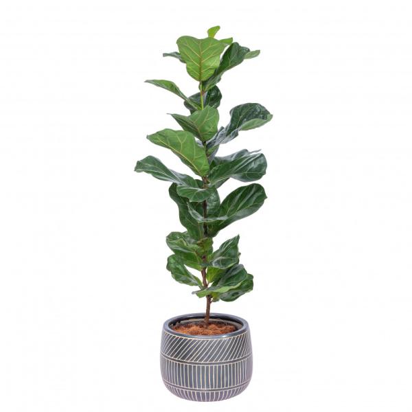 Chậu Cây Xanh Thiết Kế 001