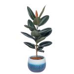 Chậu Cây Xanh Thiết Kế 002