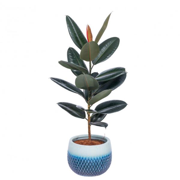 Chậu Cây Xanh Thiết Kế 002