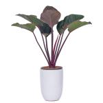 Chậu Cây Đế Vương Đỏ 001