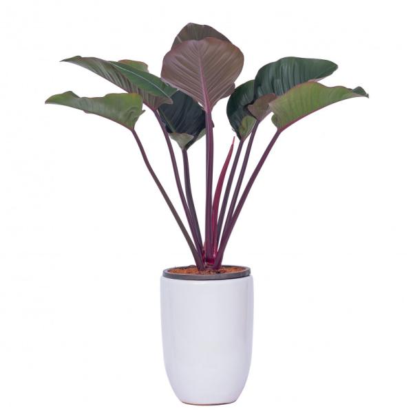 Chậu Cây Đế Vương Đỏ 001