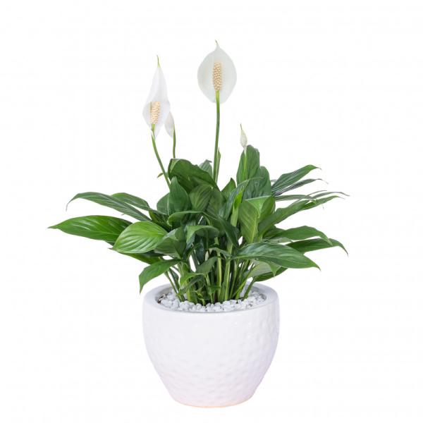 Chậu Sứ Cây Lan Ý 007