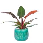 Chậu Sứ Cây Đế Vương 026