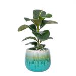 Chậu Sứ Cây Đa Đại Phúc 024