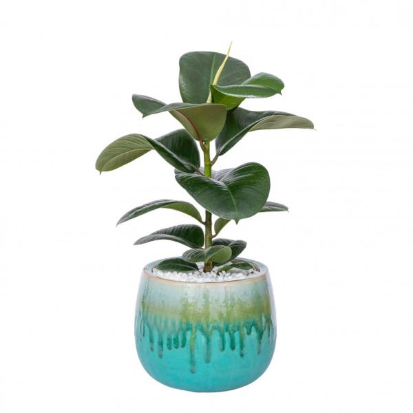 Chậu Sứ Cây Đa Đại Phúc 024