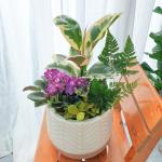 Chậu Cây Thiết Kế Đồng Xanh 148