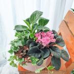 Chậu Cây Thiết Kế Đồng Xanh 151