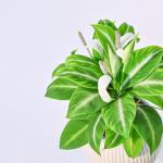 Chậu Sứ Cây Lan Ý Xanh Nhung 009