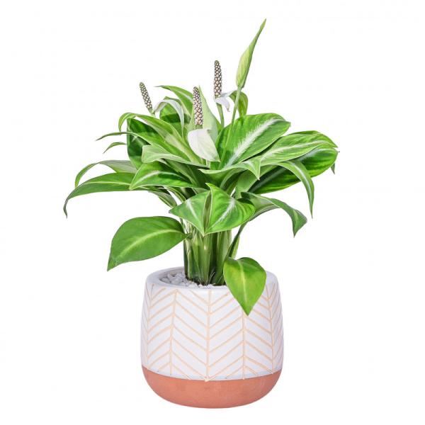 Chậu Sứ Cây Lan Ý Xanh Nhung 009