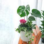 Chậu Cây Thiết Kế Đồng Xanh 150