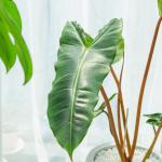 Chậu Sứ Cây Hồng Hạc 012