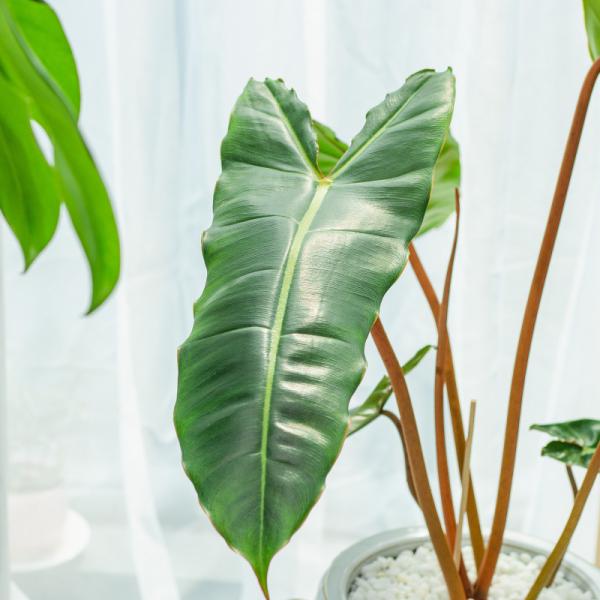 Chậu Sứ Cây Hồng Hạc 012