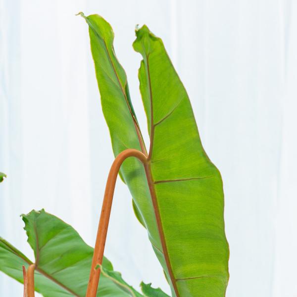 Chậu Sứ Cây Hồng Hạc 012