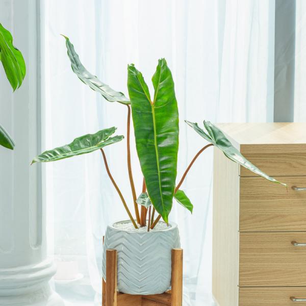 Chậu Sứ Cây Hồng Hạc 012