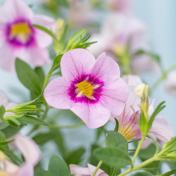 Giỏ Cây Ngàn Chuông 015