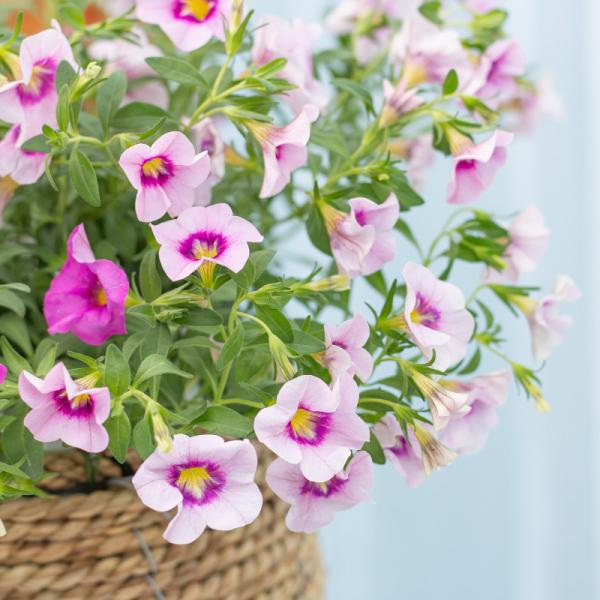 Giỏ Cây Ngàn Chuông 015