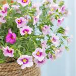 Chậu Sứ Cây Ngàn Chuông 013