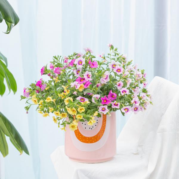 Chậu Sứ Cây Ngàn Chuông 013