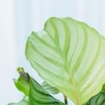 Chậu Sứ Cây Đuôi Công 014