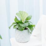 Chậu Sứ Cây Đuôi Công 014